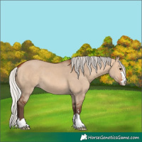 Horse Color:Silver Bay Dun