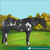 Horse Color:White Spotted Black