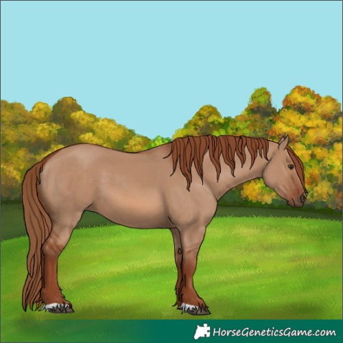 Horse Color:Red Dun