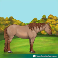 Horse Color:Red Dun 