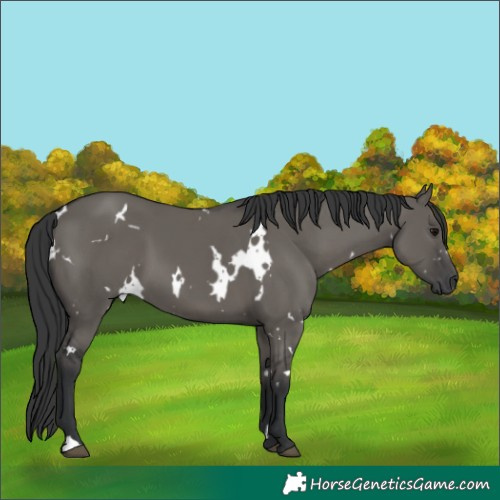 Horse Color:White Spotted Grullo 