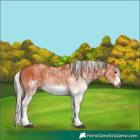 Horse Color:White Spotted Bay Splash Frame and White Spotted Silver Bay Splash Frame