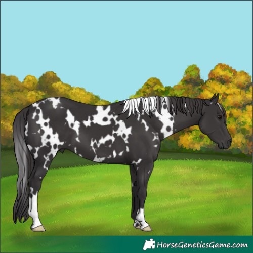Horse Color:White Spotted Smoky Black 