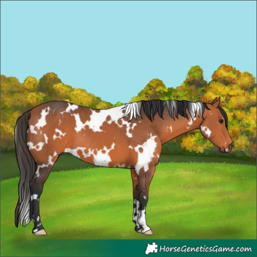 Horse Color:White Spotted Bay 
