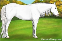 Horse Color:White Spotted Silver Bay Splash Appaloosa