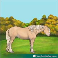 Horse Color:Gold Champagne 