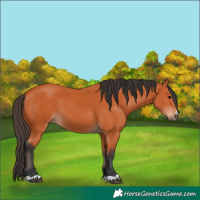 Horse Color:Bay 