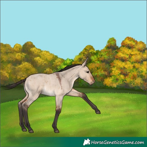 Horse Color:Bay Roan Dun 