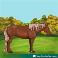Horse Color:Chestnut 