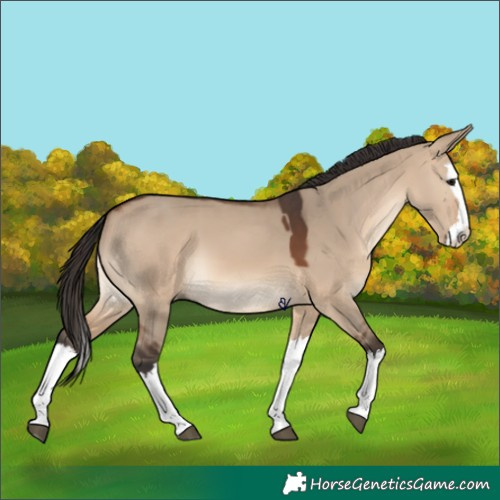 Horse Color:Brown Dun Splash 