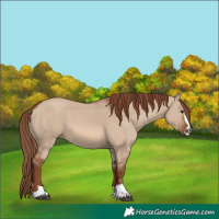 Horse Color:Red Dun 