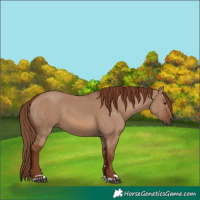 Horse Color:Red Dun 