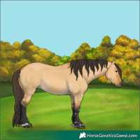 Horse Color:Buckskin Dun 