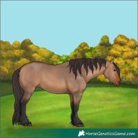 Horse Color:Bay Dun