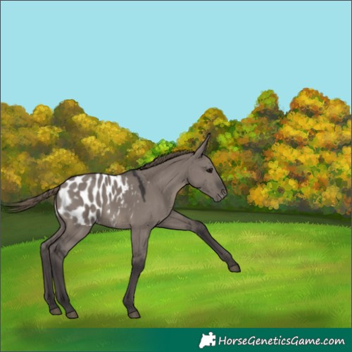 Horse Color:Smoky Grullo Appaloosa 