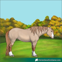 Horse Color:Red Dun 