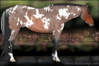 Horse Color:White Spotted Bay Roan 