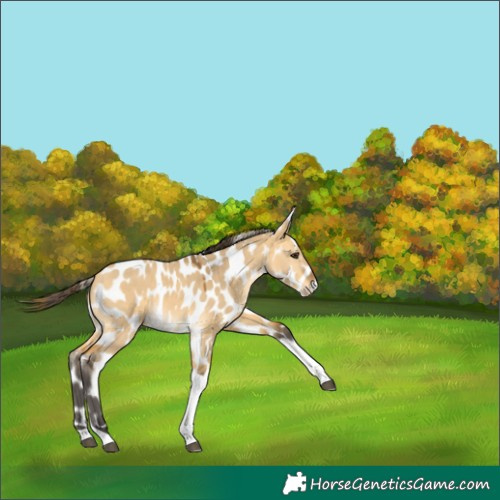Horse Color:Buckskin Dun Tobiano Appaloosa 