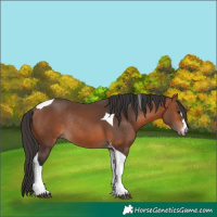 Horse Color:Bay Tobiano Rabicano 