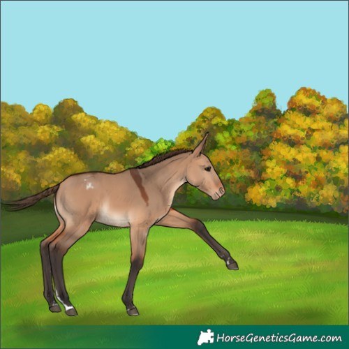 Horse Color:Bay Dun Appaloosa 