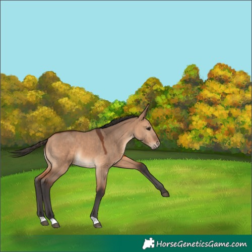 Horse Color:Bay Dun 