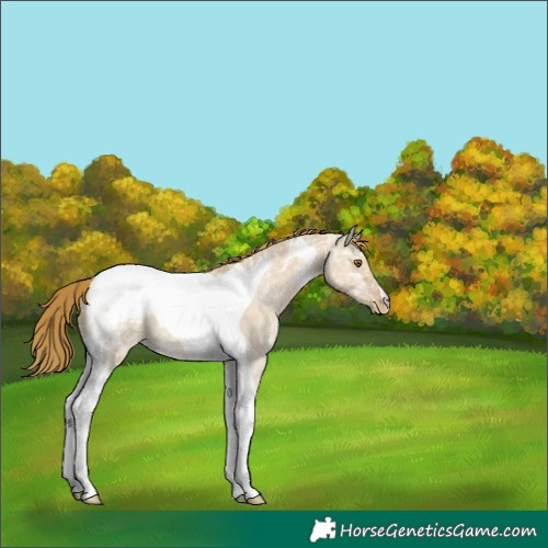 Horse Color:Unknown 
