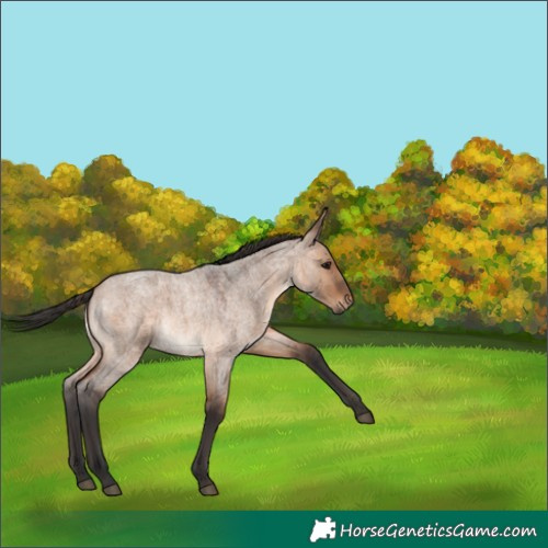 Horse Color:Brown Roan Dun 