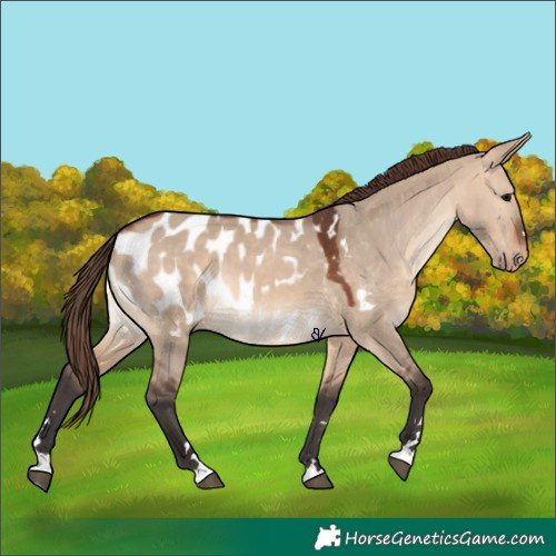 Horse Color:Bay Dun Appaloosa 