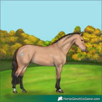 Horse Color:Bay Dun