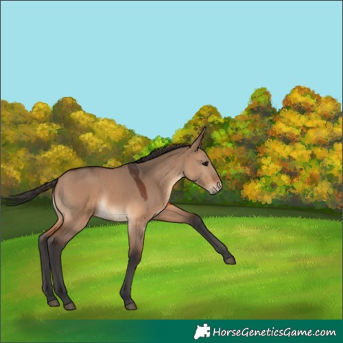 Horse Color:Brown Dun 