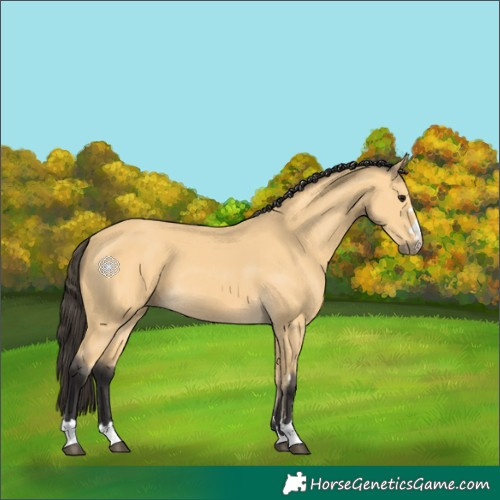 Horse Color:Buckskin 