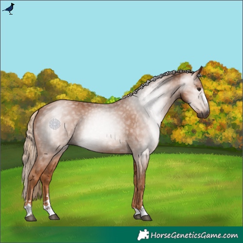 Horse Color:Gray Chestnut 