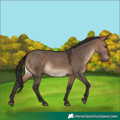 Horse Color:Brown Dun 