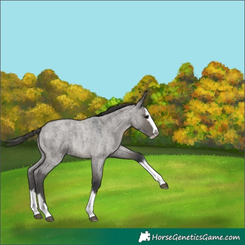 Horse Color:Grullo Roan Splash Appaloosa 