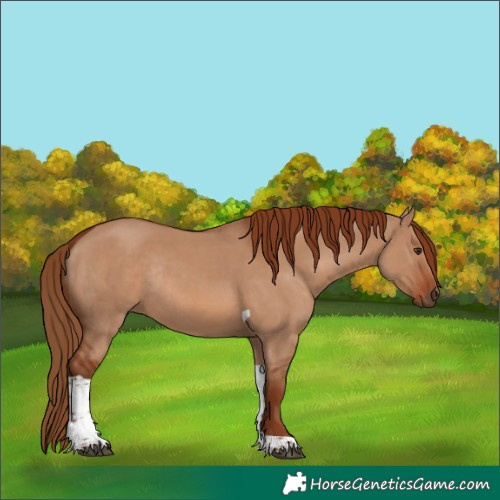 Horse Color:Red Dun Tobiano Rabicano 