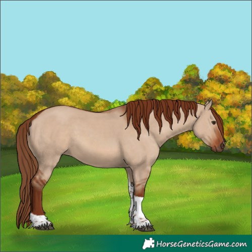Horse Color:Red Dun Tobiano Rabicano 