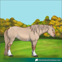 Horse Color:Red Dun Tobiano Rabicano 