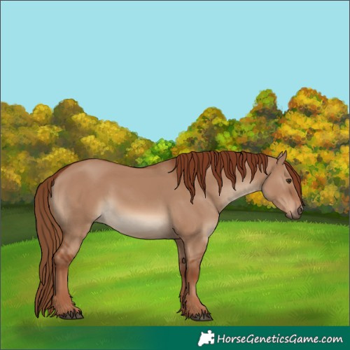 Horse Color:Red Dun 