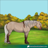 Horse Color:Silver Brown Dun 