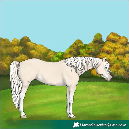Horse Color:Cremello Splash and Cremello Splash