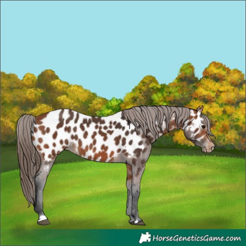 Horse Color:Bay Appaloosa 