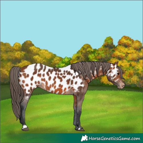 Horse Color:Bay Appaloosa 