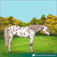 Horse Color:Chestnut Near Leopard 