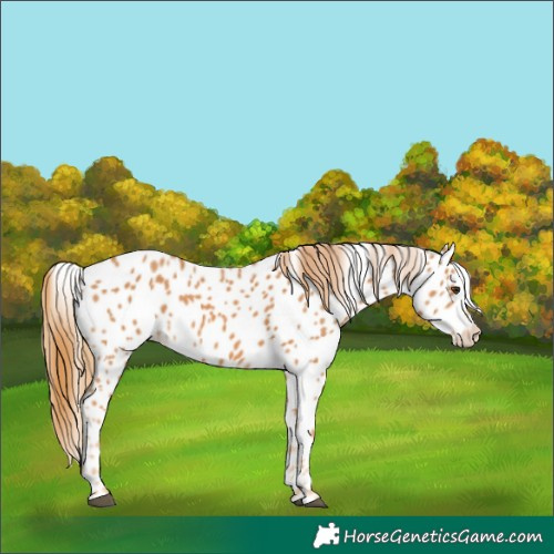Horse Color:Chestnut Appaloosa