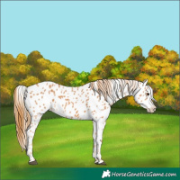 Horse Color:Chestnut Appaloosa