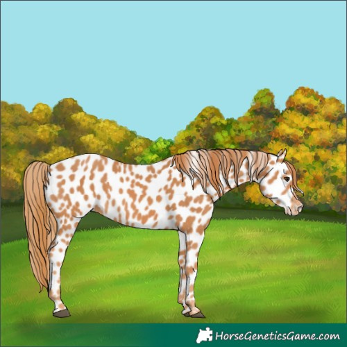 Horse Color:Chestnut Appaloosa 