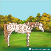 Horse Color:Chestnut Appaloosa 