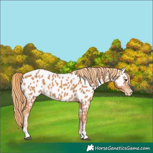 Horse Color:Chestnut Appaloosa 