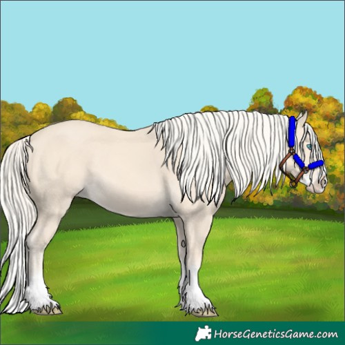 Horse Color:Cremello Splash and Cremello Splash