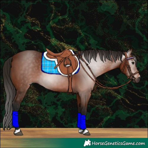Horse Color:Gray Bay